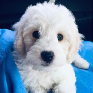 Meet your Posher, Claire